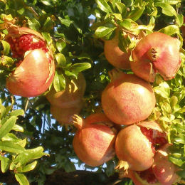 Grenadier  fruits